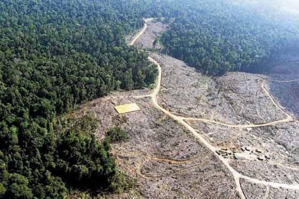 Noruega, primer país del mundo en prohibir la deforestación