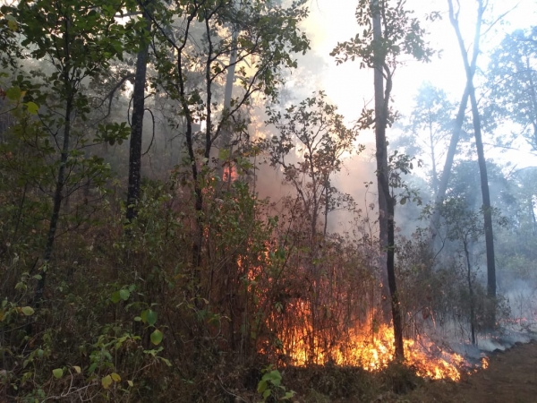 Incendios forestales provocados por quemas agrícolas &quot;controladas&quot;