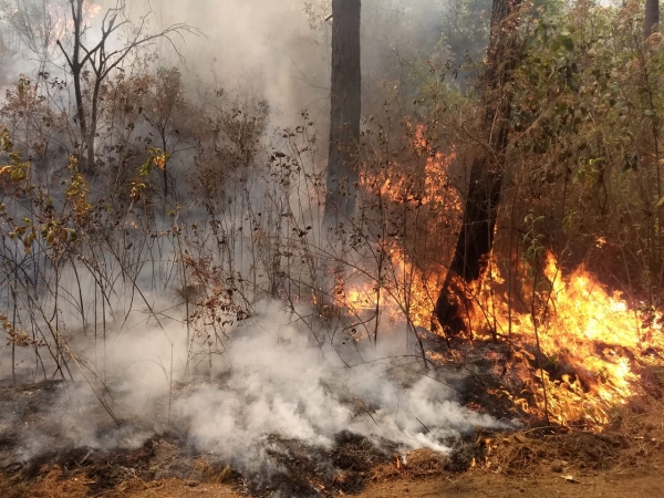 Uruapan asfixiado por el incendio forestal en el área natural protegida &quot;Barranca del Cupatitzio&quot;
