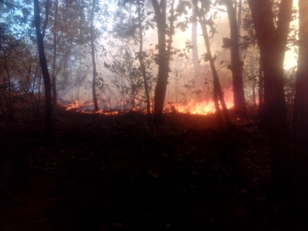 En 9 días de incendios forestales se han perdido 112 hectáreas de bosque