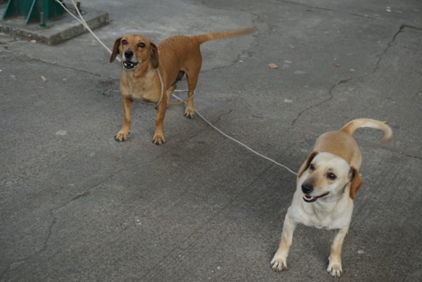 Propone Mayela Salas que  protección canina en la vía pública sea con responsabilidad social