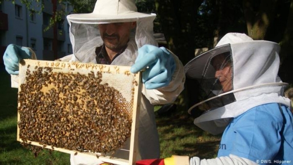 Propone Mayela Salas protocolos de desarrollo para la apicultura en Michoacán