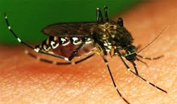 Realizan acciones preventivas para evitar la proliferación del mosco transmisor del dengue, zika y chikungunya