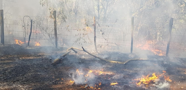 Casi 16 hectáreas de bosque se perdieron por incendio forestal en Zirimícuaro. Presentarán denuncias ante Profepa