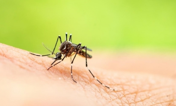 Una empresa financiada por Bill Gates liberó 150.000 mosquitos modificados genéticamente