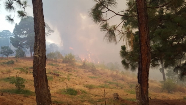 Se incendia el cerro El Cobrero, se pierden más de 30 hectáreas de pino, encino y aguacate