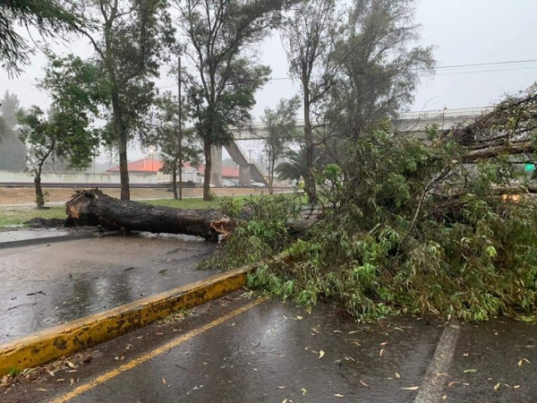Tromba provoca inundaciones y derriba árboles, en Uruapan