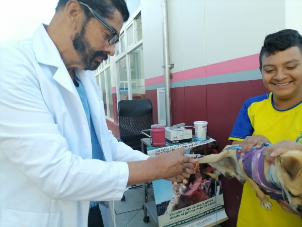 Registra SSM 12 mil 600 perros y gatos vacunados contra la rabia, en Uruapan