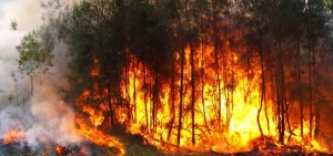 Poco más de 40 hectáreas afectadas por incendios forestales de enero a febrero