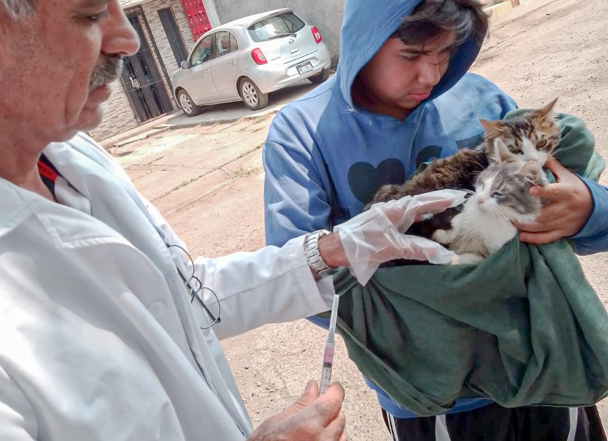 Continúa la vacunación antirrábica para perros y gatos en Uruapan